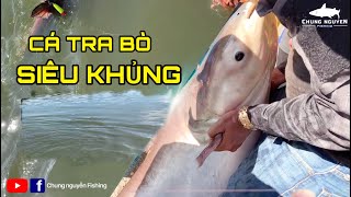 Cá Tra Bò Khủng  Chung Nguyễn Fishing [upl. by Nnaharas550]