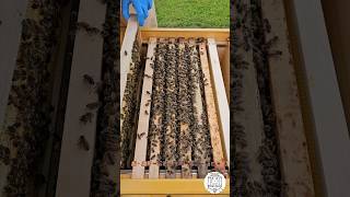 Nectar and Pollen 🐝🍯 bees beekeeping apicultura imkern пчеловодство [upl. by Arob]