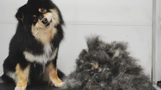 SO SATISFYING  Major deshed on Finnish Lapphund [upl. by Jestude]