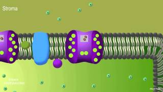 Photosynthèse première partie photophosphorylation noncyclique [upl. by Adorl]