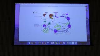 Nitrogen Metabolism  Kevin Aherns BB 451 Lecture 51 2017 [upl. by Rauch]