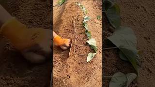 Amazing Sweet Potato Growing Techniques satisfying farming [upl. by Maccarone]