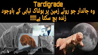 Unbelievable Abilities of Tardigrades Revealed Urdu Hindi  How Tardigrades Survive Extreme weather [upl. by Gibbie884]