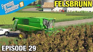 Farming Simulator 19 Timelapse  Felsbrunn FS19 Episode 29 SUNFLOWER HARVEST [upl. by Maurilia24]