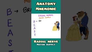 Radial Nerve motor supply  mnemonic  Anatomy Orthopaedics  shorts [upl. by Shirleen]