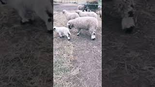 Valais Blacknose Lambs  2 Weeks Old [upl. by Pomcroy]