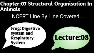 Frog Class 11 BiologyDigestive system Of FrogRespiratory System Of Frog NcertNeet [upl. by Enial]