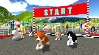 Cute Puppy Dog Racing Sim 2017 by KidRoider Android Gameplay HD [upl. by Gaddi369]