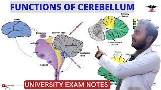 Functions Of Cerebellum Connection Of Cerebellum CNS Physiology [upl. by Novihs]