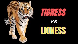 Lioness vs Tigress  A Battle of Strength animals wildlife tigress lioness subscribe viral [upl. by Nievelt]