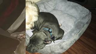 My Blue Nose Pitbull Transformation 2 Months 1 Year Old [upl. by Weaks106]