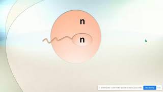 Haploid vs Diploid amp Homologous Chromosomes [upl. by Fleming]