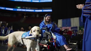 Service dog gets diploma after attending classes with owner [upl. by Naillimixam]