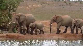 Safari in Tsavo West National Park Kenya [upl. by Yboc]