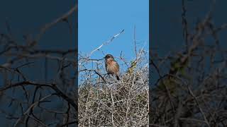 european stonechat female [upl. by Joeann714]