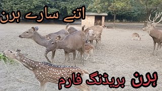 Aj Hamary Hiran Nay 3 bachy deyee [upl. by Akeihsal618]