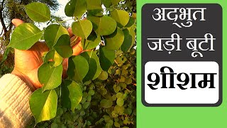 शीशम पहचान और फायदे │Dalbergia Sissoo Dalbergia Latifolia Identification amp Benefits Vishal Sathye [upl. by Arretal]