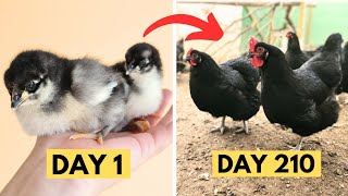 Black Australorp Chickens chick growth Day by Day  Black Australorp CHICKS Growth  Hen Growth [upl. by Atirb735]