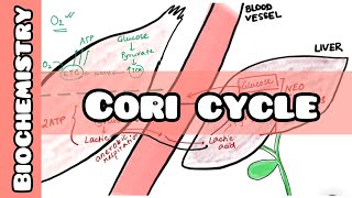 Cori Cycle  Biochemistry lecture for USMLE NEET PG INICET NCLEX [upl. by Llecrup]