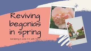 Bringing begonias out of storage in spring [upl. by Roi]