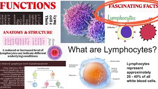 LymphocytesStructureFunctionslow amp Increased Levels of LymphocytesFascinating Facts lymphocytes [upl. by Mohn720]