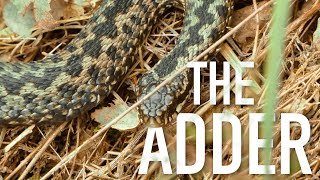 The Adder  The UK’s Only Venomous Snake [upl. by Small]