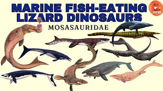 Types of Mosasaur Species Name in English for kids kidslearning dinosaur mosasaurus [upl. by Hiltan77]