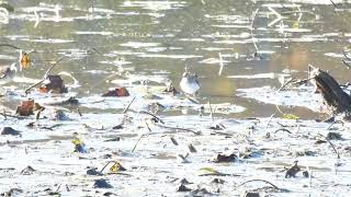 Shorebirds  Otter Creek Inlet 102024 [upl. by Oiramd]