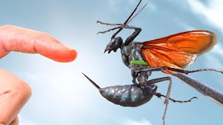 STUNG by a GIANT Tarantula Hawk [upl. by Erdah]