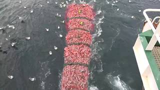 Fishing trip on trawler Ljósafell from Iceland [upl. by Nolat]