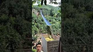 Thu hoạch trái cây thông minh harvestingtool nature smartfarmer [upl. by Alidus448]