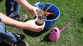 Date Palm Transplanting seedlings [upl. by Irehc]