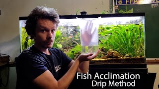 How I Acclimate Fish 2 The Drip Acclimation [upl. by Ledba]