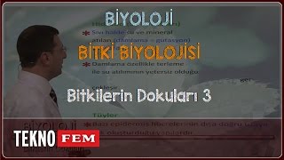 YGSLYS BİYOLOJİ  Bitkilerin Dokuları 3 [upl. by Aremihc]