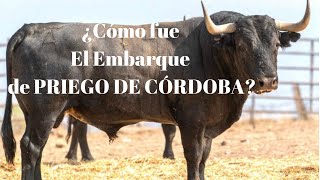 ¿Cómo fue el EMBARQUE de la CORRIDA DE TOROS de PRIEGO DE CÓRDOBA [upl. by Buerger]