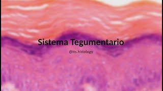 Histología Sistema Tegumentario  itshistology [upl. by Balac]