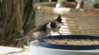 Red Whiskered Bulbuls  Feeding Baby [upl. by Ateekram]