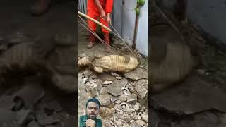 gaddeh se nikla crocodile 😱 viral facts animals crocodile [upl. by Mazurek194]