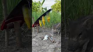 Amazing Most Building Beautiful House Wild Pig Trap Using Gas Cylinder wildanimal animals shorts [upl. by Oisacin]