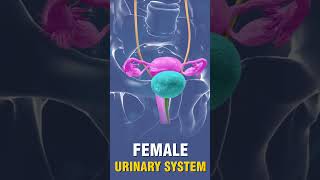 FEMALE URINARY SYSTEM [upl. by Ayekel]