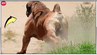 BOERBOEL demostrando por que TODOS deberían Temerle  El Perro Caza Leones Africano [upl. by Domingo]