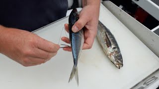 How To Rig Baits For Snapper Straylining [upl. by Ainessej]