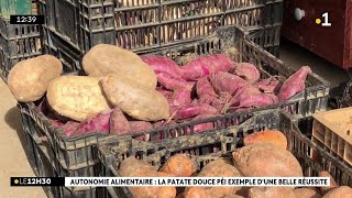 Autonomie alimentaire  la patate douce péi bel exemple de réussite [upl. by Mora]