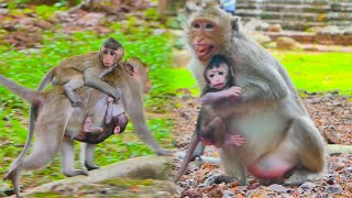 No Peace Mum Bring Baby Run Away From Old Female Monkey  Primate Monkey [upl. by Hobbs51]