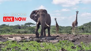 ol Donyo Lodge  Wildlife Live Stream – Kenya [upl. by La]