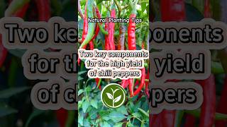 Two key components for the high yield of chili peppers shortvideo plants youtubeshorts video [upl. by Areema290]