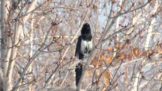 Black Billed Magpie [upl. by Orgalim238]