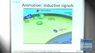 Bio Sci 93 DNA to Organisms Lec 24 Genetic Basis of Development [upl. by Miun123]