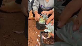 Technique decoration succulent plant shortvideo indoorgardening garden houseplants nature [upl. by Ldnek]