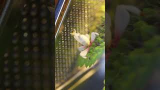 orchid mantis on a Pilea involucrata terrarium indoorgarden mantis [upl. by Icram]